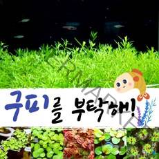 [미초] 구피를 부탁해! 유경+부상수초 랜덤 세트 / 구피 수초 / 베타 수초 / 치어 수초 / 새우 수초 / 초보자 수초, 2. 로타라 그린 (20촉) + 부상 랜덤 (3뿌리)