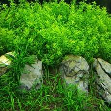 수초하우스) 펄그라스(급성장종), 30촉