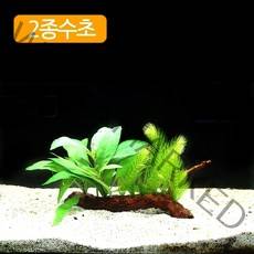 헬로아쿠아 모음)심쿵 수초아이템 160종 쉬운수초 어항장식 열대어 어항꾸미기 수족관꾸미기, 136번) 유목과 2종수초 마츠모/로탈라그린