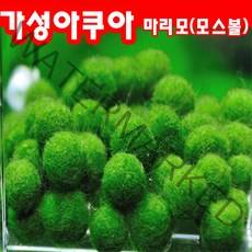 마리모 키우기 단품 애완수초 모스볼, 5개
