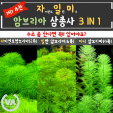 [비바소녀] 입문 초보 국민수초 암브리아 삼총사(총 12촉)