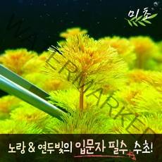 [미초] 암브리아 수초 15촉 / 치어 수초 / 초보자 수초 / 구피 수초