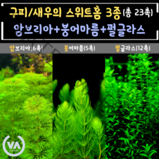[비바소녀] 1탄 구피/새우의 스위트홈 3종(23촉)+서비스 암브리아6촉 펄글라스12촉 붕어마름5촉 구피은신처 마츠모 초보수초 레이아웃