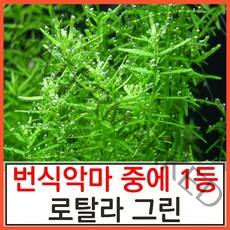 수초하우스) 로탈라그린(급성장종 중 가장 미친악마), 20촉(싸게더많이)