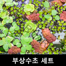 [수초몰] 부상수초 랜덤세트, 부상수초 5종세트(약30촉)