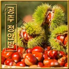 [산지직송] 2021년 공주정안 햇 알밤 대보밤 옥광밤 2kg 대/특대 10만평 유기농재배, [칼집X] 옥광밤 특대 2kg