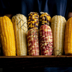 찐 삶은 노랑 미백 냉동 찰 옥수수 4종, 미백찰옥수수, 30개(5002)