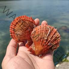 [굴철철] 제철 해산물 골라담기, 1개, 가리비1kg