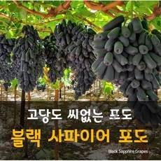 직수입 블랙사파이어포도 핑거포도 가지포도 2kg, 1kg
