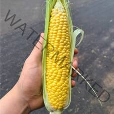 [당일수확-손질발송]고당도 초당옥수수 최상품, 두입(9cm이상), 10개