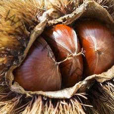 달달한 충주 햇 알밤(중품/대품), 1박스, (대) 2kg