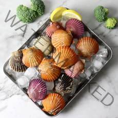 통영에서 직접 잡은 홍가리비 1kg 제철 해산물 가리비 산지직송