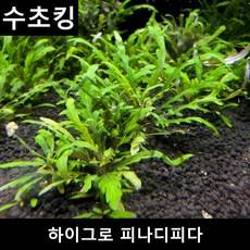 수초킹 초보수초 하이그로 피나디피다, (특가) 5촉