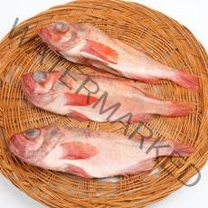 자갈치닷컴 적어32~34cm전후, 1개, 3마리