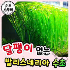 [수초스토어] 발리스네리아 2뿌리 (잎 길이 15~25cm / 구피 새우 어항 수초 쉬운 예쁜 은신처 중경 후경 초보 풍성한 쉬운 은신처 흑사 붉은 무이탄 치어 베타 열대어