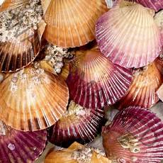 제철 시즌 통영멍게 가리비굴 당일작업, 1box, 홍가리비3kg