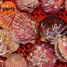 제철 통영 홍가리비 1kg 단풍가리비 비단가리비, 1box, 홍가리비 3kg