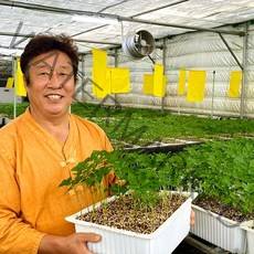 아가삼원 서산 농부 새싹삼 가정용 실속 인삼 맛보기 세트 50뿌리, 행복세트 1호 1년근(대) 50뿌리 (한정세일)