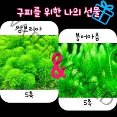 [수초맛집] 구피를 위한 선물 (붕어마름 5촉 + 암브리아 5촉)