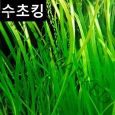 [수초킹] 키우기 쉬운 초보수초 발리스네리아, 5개