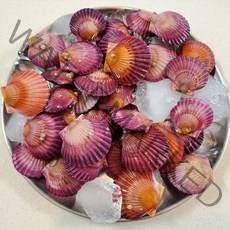 당일조업 홍가리비 1kg 산지직송 국내산 제철 찜 통영가리비, 홍합2K