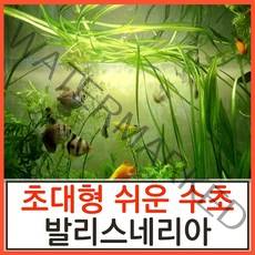 수초하우스) 발리스네리아(초대형종 쉬운 초보자 수초), 5뿌리