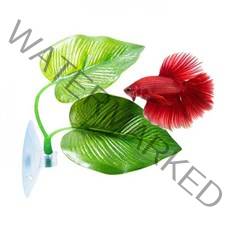 [마이오더] 하프문 베타 꽃 침대 어항 꾸미기 구피 새우 키우기 86210819EA하프문베타 관상용새우 생이새우 인디언복어 새우키우기 체리새우 애플스네일 베타꽃침대 수족관용품 부상수초, 베타침대