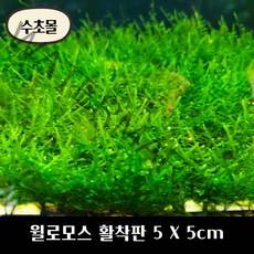 [수초몰] 윌로모스 (월로모스) 5cm X 5cm 활착판 /활착 모스 초보수초 음성수초 활착수초 활착모스 모스활착 피규어모스 화산석활착 구피 새우 수초맛집 피규어활착 피규어 모스볼, 1개