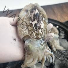 꽁꽁 군산 갑오징어 1kg 군산하면 갑오징어죠!