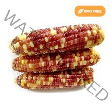 알록달록 삶은 찰옥수수 10개 /냉동옥수수/얼룩이