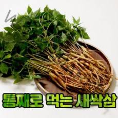 산지직송 친환경 유황 새싹삼 새싹인삼 100뿌리 부모님선물, 친환경 유황 새싹삼 50뿌리 소