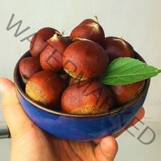 초달달 명품 햇밤 특등품 진주밤 공주밤 제수용 밤, 1box, 1kg(햇밤 대)