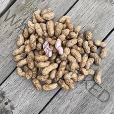 22년 지금수확중 국내산 삶아먹는 햇 생 땅콩 피땅콩 물땅콩, 1개, 5kg