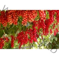 2022년 문경 햇오미자 생과 오미자 원액 청 당절임 10kg, 2022년 햇 문경오미자 당절임 10kg