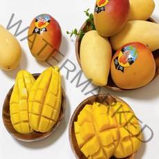 따봉프레시 항공직송 백화점납품용 실패없는 3차선별 태국망고 애플망고, 1) 태국망고_특품 2kg(4-8과)