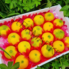 [우체국택배] 황금향 농사 10년째 농부의 제주 황금향 3kg 5kg 가정용 선물세트 선물용 제철과일, 4번. 선물용 3kg