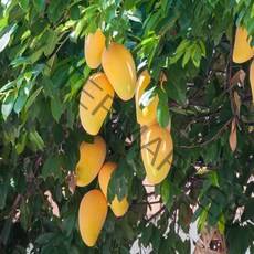 고씨네 특급 얼음망고 1kG 골드망고 생망고 냉동망고, 냉동망고 1KG