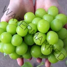 [KT알파쇼핑]프리미엄 특품 경산 고당도 샤인머스켓 2kg 특 4~5수