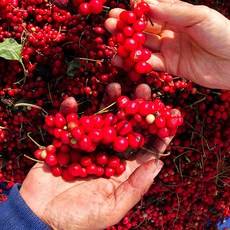 문경 황금 생 오미자, 황금 생 오미자 5kg(세척), 추가 구성 페트통 13L