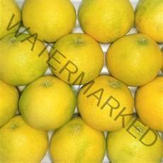 고당도 하우스 황금향 [예성상회] 실중량, 황금향 가정용 5KG 소과(31~37수)