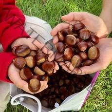 2022년 남도의식탁 고소한 공주밤 햇밤 알밤 정안 대보 생밤 밤 옥광 생율밤 왕밤 토종밤 산밤, 공주 햇밤 2kg (대과)