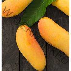 제이블릭 태국 무지개 망고 2.5kg 5kg 레인보우망고 골드 코스트코 대왕 특대 특품 특상품 선물용 가정용 선물세트 고당도 코끼리 항공직송 스테비아급, 무지개망고 5kg(중과-10~18과)