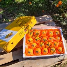 - 7일간 반짝할인 - 제주도 황금향 5kg 선물용(15-24수 대과) 제철을 맞아 더욱 풍성하고 향긋한 선물세트 박스무게포함