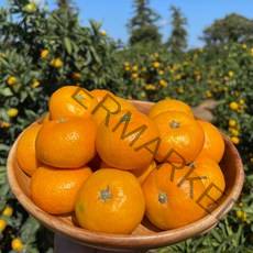 [농장에서바로발송] 제주도 제철 노지귤 감귤 로얄과 꼬마귤 5kg 10kg 고당도, 3. 꼬마귤 5kg