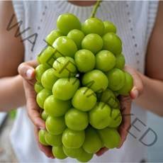 새푸릇 김천 대왕 샤인머스켓 수출용 선물세트 망고 포도 2kg 4kg, 특 샤인머스켓 4.2kg(6수)