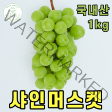 국내산 고당도 샤인머스켓 샤인머스캣 샤인머스킷 사인머스켓 프리미엄 청포도 최상급 특등급 달콤한 에어포장 설 한가위 추석 명절 선물 세트, 1.샤인머스켓 1kg (특/2개입)
