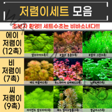 랜덤수초 저리가라 저렴이세트수초(12촉 6촉 8촉), 에이 저렴이세트(12촉_암브4홍콩4그린4)