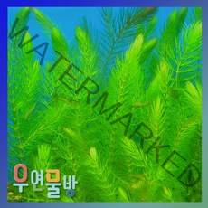 [우연물방] 마츠모(붕어마름) 10촉 수초 어항용품 어항수초, 1개