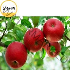 장수사과 고랭지사과 홍로사과5kg 21/23 사과따기체험 사과다이어트 사과빵 사과잼 사과쥬스, 상세페이지 참조