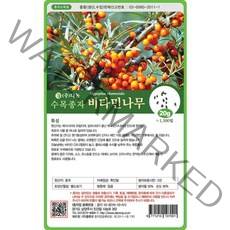 브랜드없음 비타민나무씨앗 20g, 단품없음